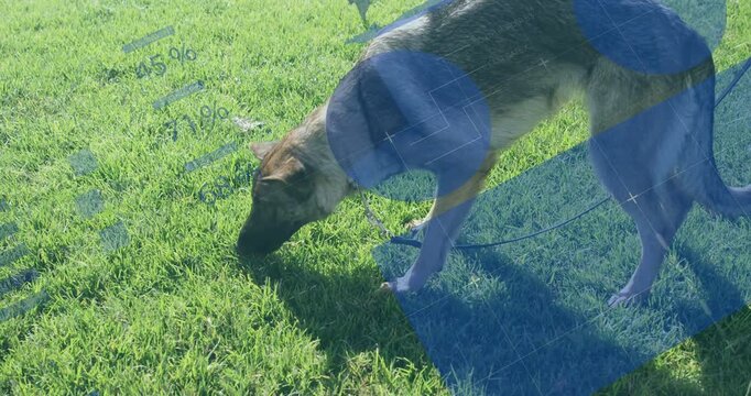 German Shepherd sniffing and pawing grass after scent detection, leash tugging to track scent