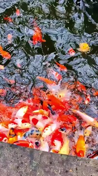 Vertical close up of kopi luwak coffee cup with koi fish pond background in Bali Indonesia, traditional coffee garden
