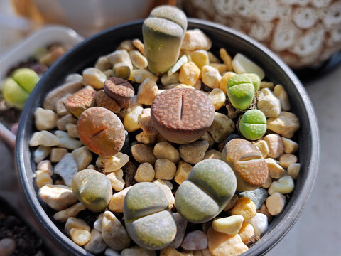 different lithops in a flowerpot in sunny afternoon