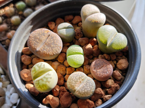 mixed and colorful lithops in the flowerpot in sunny day