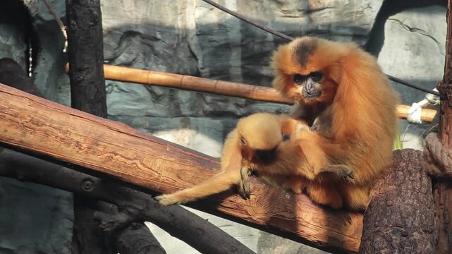 a baby Yellow-cheeked Gibbon and her mother sitting on the branch in sunny day in the zoo