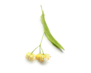 Fresh linden flowers with leaf on white background