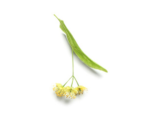 Fresh linden flowers with leaf on white background