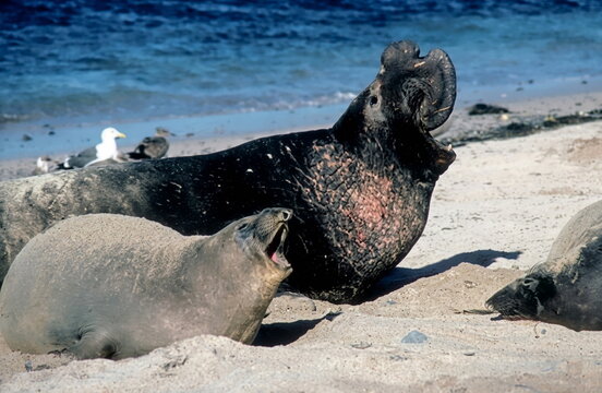 sea lion on the beach