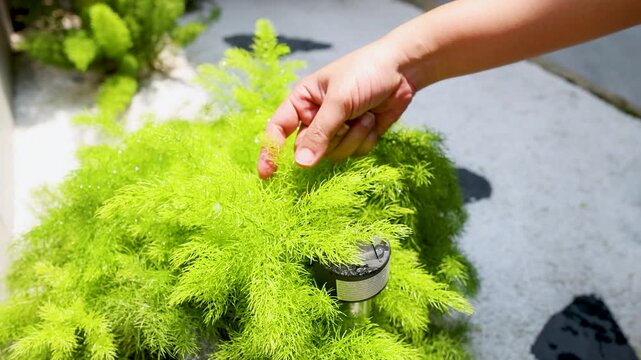 Asian Person Touching a Foxtail Fern in a Sunny Zen Garden