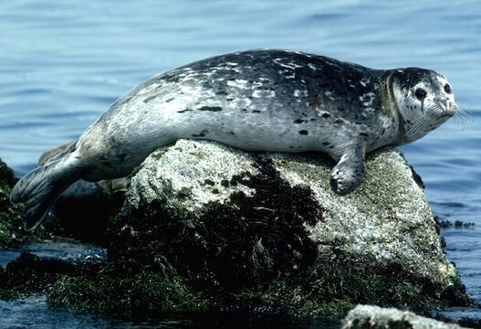 seal on the beach
