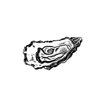 Hand drawn black and white illustration of oyster, seafood delicacy, bivalve mollusk, textured, artistic rendering, isolated on transparent background.