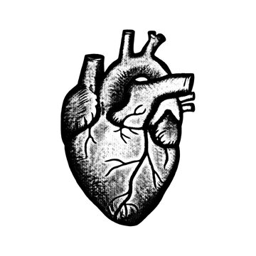 Detailed human heart diagram with visible chambers, valves, and vessels, rendered in stippling, medical illustration, educational graphic.