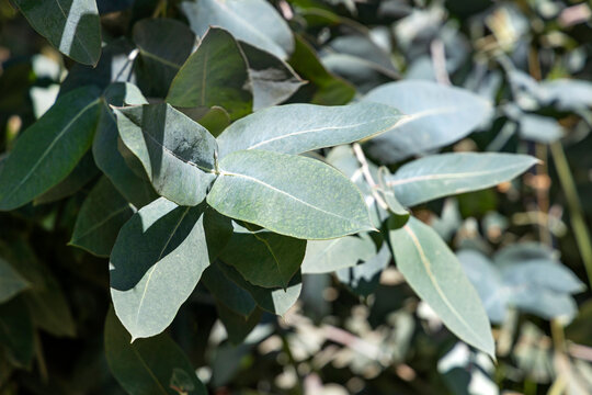 Botanical detail of Eucalyptus globulus foliage with emphasis on the light midrib and glaucous coating.