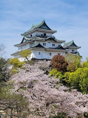 japanese castle with carry blossoms  © MASAMI 
