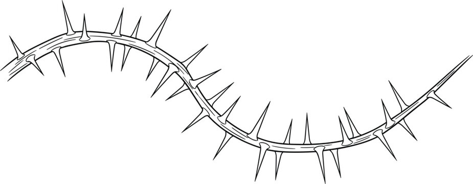 Detailed black and white line art vector illustration of a curved branch covered in sharp protective thorns.