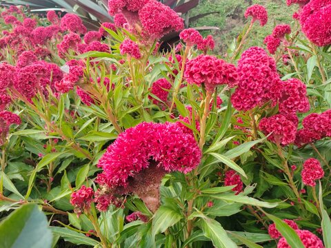 Celosia Argentea flowers bloom like a rooster's comb and grow large in the garden
