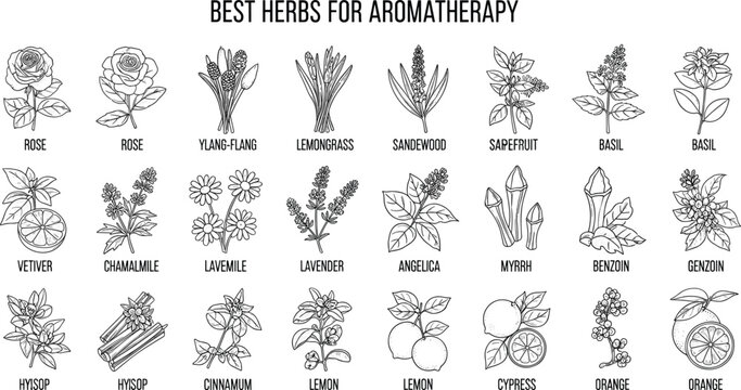 Hand drawn aromatherapy herbs and botanical flowers collection for essential oil labels organic wellness and medicinal plants vector