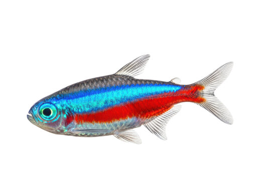 Neon tetra fish isolated on transparent background