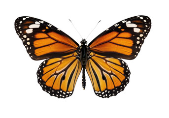 Fototapeta premium A monarch butterfly with orange and black wings isolated on transparent background