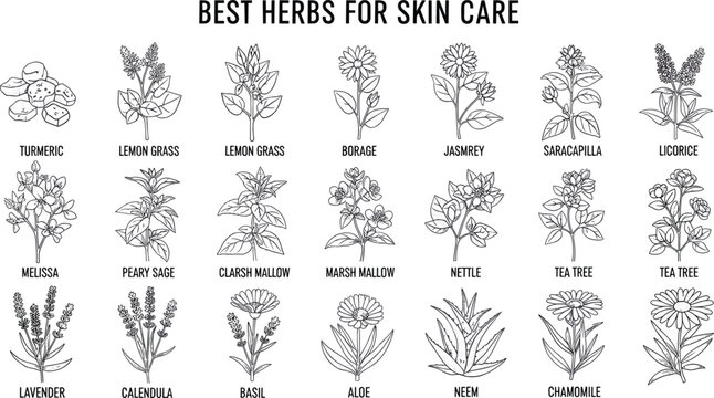 Hand drawn skincare herbs collection featuring aloe calendula tea tree and chamomile for organic cosmetic products vector
