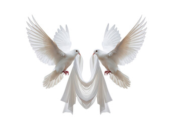 Fototapeta premium Two white doves holding a piece of white fabric isolated on transparent background
