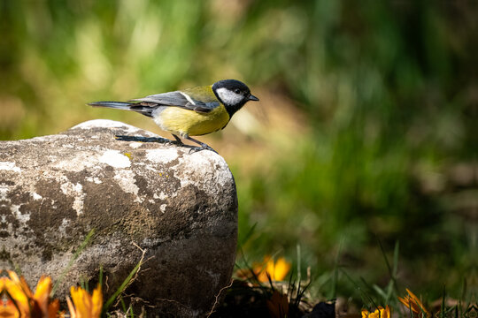 Great tit perched on lichen-covered rock in a sunlit spring garden with yellow crocuses and lush green bokeh
