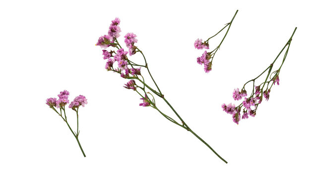 Delicate purple limonium flower branches with tiny blossoms, gracefully arranged and isolated on a transparent.