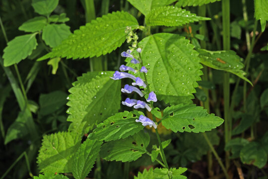 エゾタツナミソウ（北海道・釧路町）
