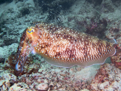 Broadclub Cuttlefish (Ascarosepion latimanus), reefs of Kapalai Island, Malaysia, Borneo