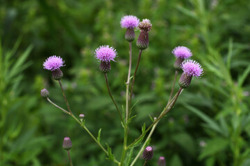 エゾノキツネアザミ（北海道・鶴居村）  © 愛 高行