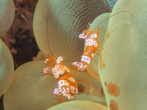 Peacock-tail Anemone Shrimp (Ancylomenes magnificus) on Bubble Coral (Plerogyra sinuosa), Reefs of Kapalai Island, Sabah, Malaysia, Borneo