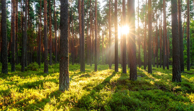 Tranquil Nature with Warm Light and Tall Pines