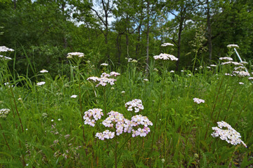 セイヨウノコギリソウ（北海道・鶴居村）  © 愛 高行
