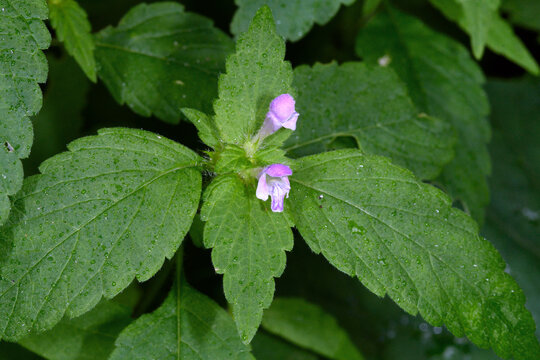チシマオドリコソウ（北海道・層雲峡）
