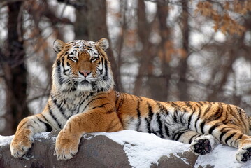 tiger in the snow © Dave Rivers