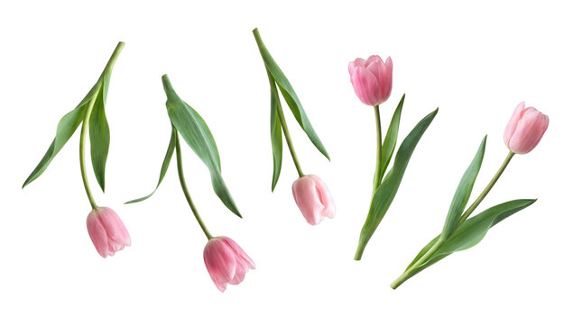 Lovely scattered pink tulip flowers with their vibrant green stems and leaves.