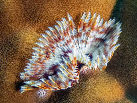 Feather Duster Worm (Sabellastarte sp.), Reefs of Sipadan Island, Sabah, Malaysia, Borneo