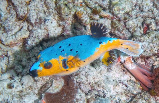 Blue-spotted Puffer (Arothron caeruleopunctatus), the reefs of Mabul Island, Sabah, Malaysia, Borneo 