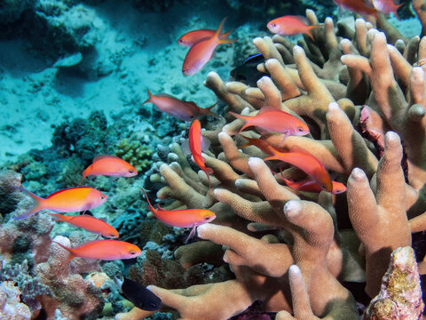Lyretail Anthias (Pseudanthias squamipinnis) with Branching Staghorn Coral (Acropora sp.), reefs of Sipadan Island, Sabah, Malaysia, Borneo	