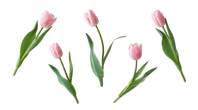 Multiple soft pink tulip blossoms with their verdant green stems and leaves.