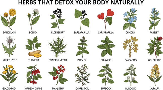 Natural detox herbs collection with hand drawn dandelion elderberry turmeric and stinging nettle for body cleansing wellness vector