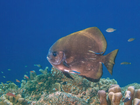 Longfin Batfish (Platax teira) being cleaned by some Bluestreak Cleaner Wrasses (Labroides dimidiatus), Reefs of Sipadan Island, Sabah, Malaysia, Borneo