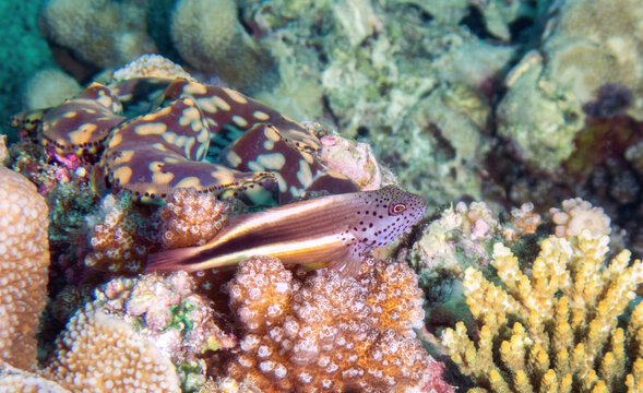 Freckled Hawkfish (Paracirrhites forsteri) sitting next to a Boring Giant Clam (Tridacna crocea), reefs of Sipadan Island, Sabah, Malaysia, Borneo