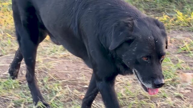 Close Up of Black Stray Dog Walking on Grassy Field at Sunset