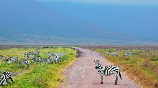 A large herd of zebra crosses a dirt road and grazes peacefully across the vast savannah plains of Ngorongoro Crater, Tanzania, capturing the beauty of African wildlife and natural grassland habitat.