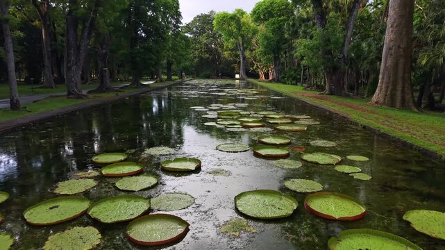 Serene waterway lined with giant water lilies. Tall trees frame the scene. Calm water reflects lush greenery.\nClose-up of Victoria amazonica leaves. Large green pads float on water