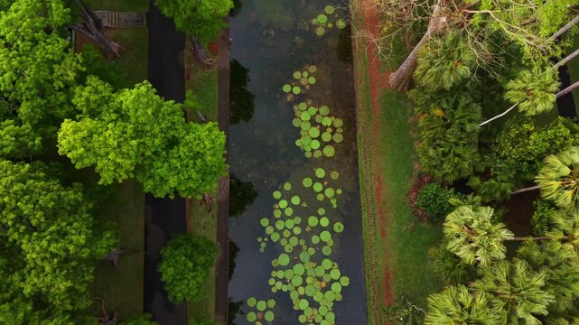 High angle view shows a tranquil lake with floating lily pads. Lush green trees and grass border the water body. Aerial perspective emphasizes nature's beauty