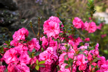 Obraz premium Delicate Pink Rhododendron Simsil Blossom in Nature