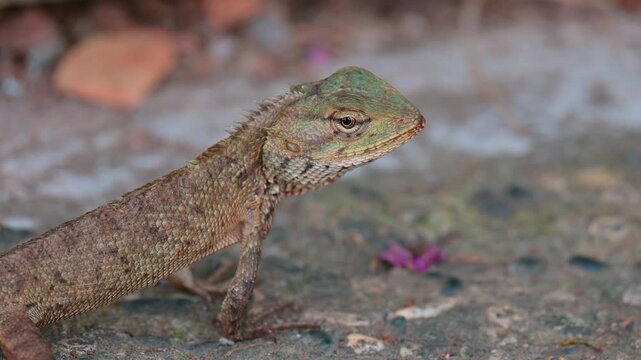 portrait of a garden lizard (Calotes versicolor)