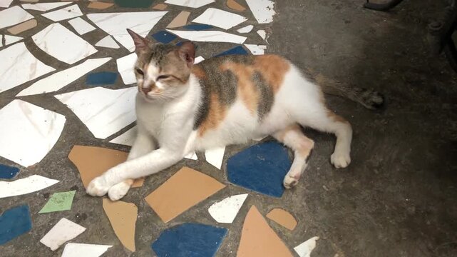 A calico cat with white, orange, and brown patches rests on a mosaic floor with funny pose.