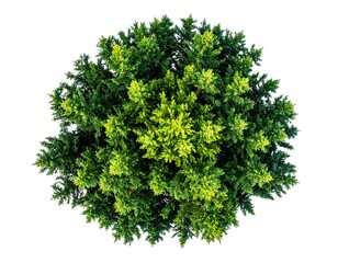 Fototapeta premium Overhead shot of a vibrant green conifer tree, isolated on a white background