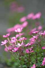 Fototapeta premium pink flowers in the garden
