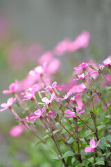 Obraz premium pink flowers in the garden