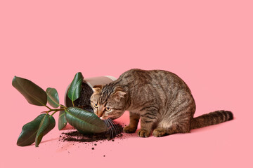 Cute cat and dropped pot with houseplant on pink background